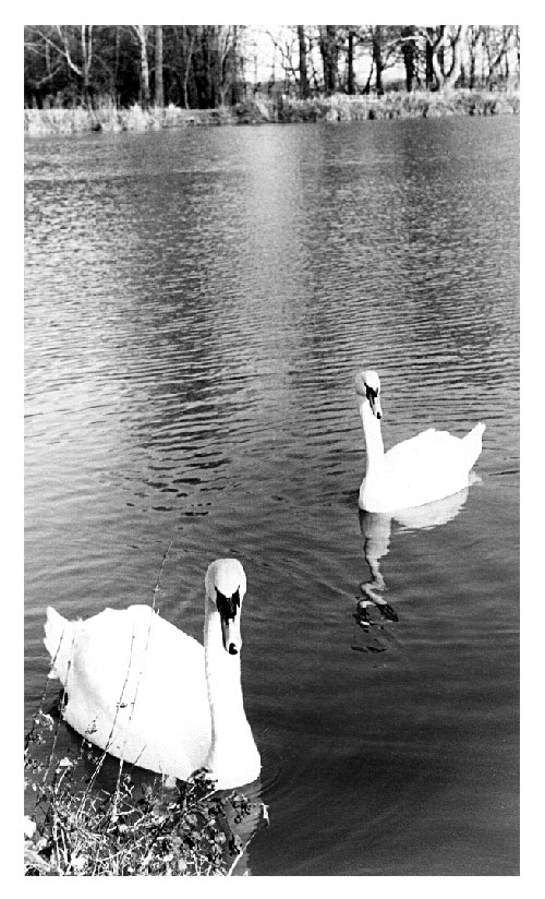 Swans on the lake